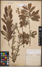 Foto von Salix caprea L. x Salix purpurea L.